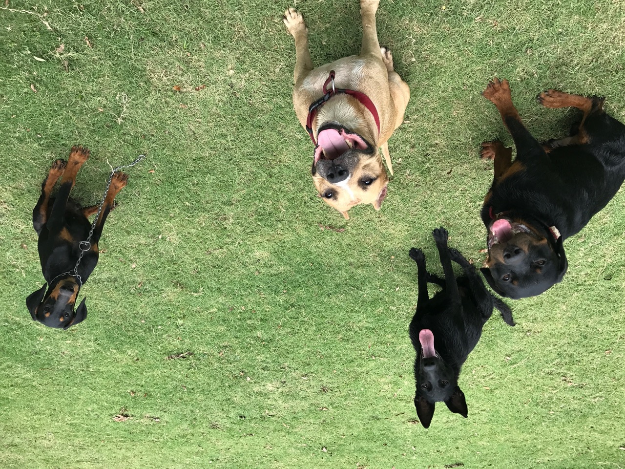 Dog Park - Professional service photo 4